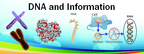 DNA-informasjon